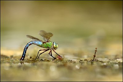 anax.jpg
