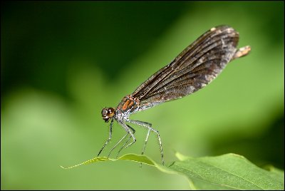 Calopteryx virgo.jpg