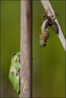 Leucorrhinia-pectoralis.jpg