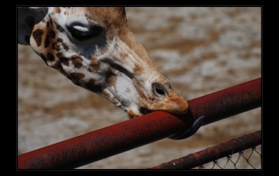 zoo_olomouc8.jpg