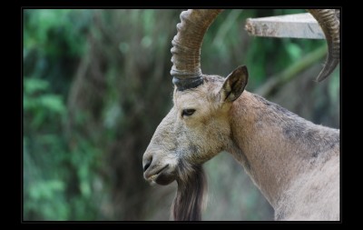 zoo_olomouc22.jpg