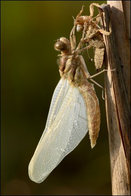 Othetrum albistylum.jpg