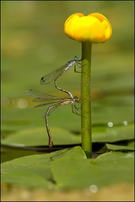 Lestes sponsa oviposition.jpg