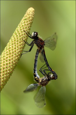 Leucorrhinia dubia.jpg