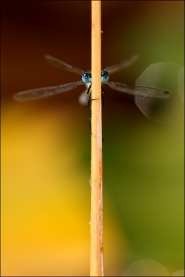 Lestes sponsa 18.jpg