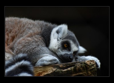 lemur.jpg