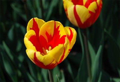 holland queen - tulipany 2.jpg