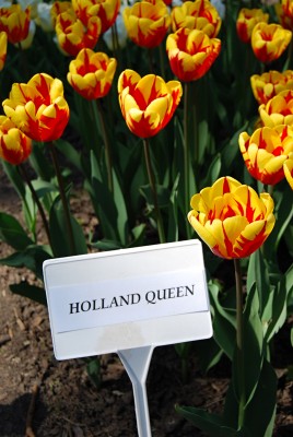 holland queen - tulipany.jpg